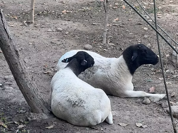 Sheep, Dorper sheep