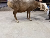 Brebis, Moutons — photo 1