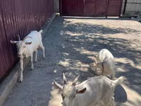 Goat, Russian White goat — photo 2