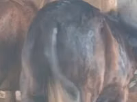 घोड़ा, Kazakh horse — फ़ोटो 3