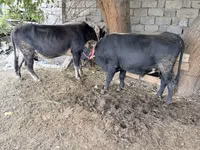 公牛, Cattle — 照片 4