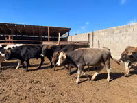 Bull, Cattle — photo 2