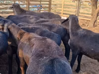 Koç, Hissar sheep — foto 5