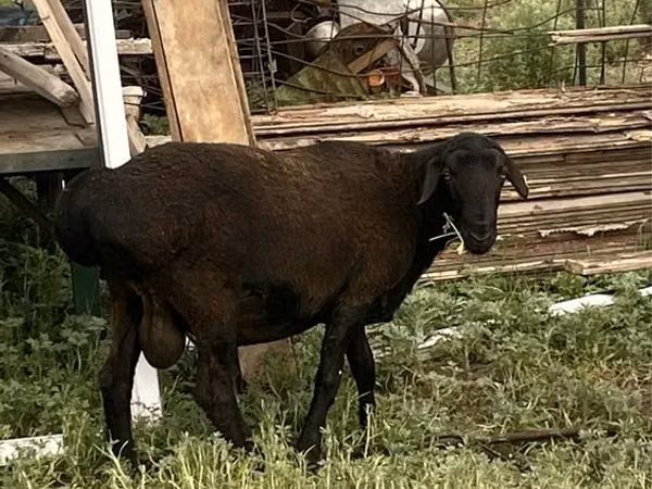 Ram, Sheep — Kazakhstan