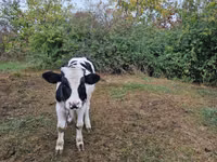 雄牛, Russian Black pied cattle — 写真 2