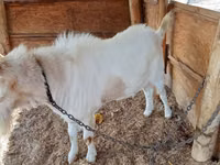 Goat, Saanen goat — photo 4