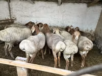 قوچ, Rhon sheep — عکس 3