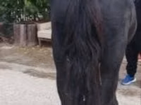 Kůň, Koně — foto 1