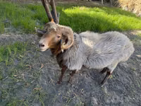 Ram, Sheep — photo 1