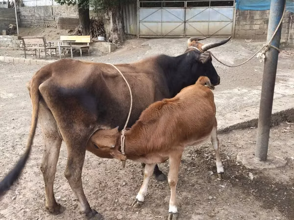 Cow, Wild yak — Azerbaijan