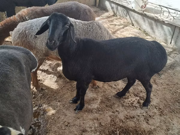 Ram, Sheep — Uzbekistan