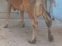 Mucca, Bovini — foto 6