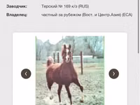 ঘোড়া, Arabian horse — ছবি 5