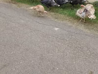 Turkeys — foto 2