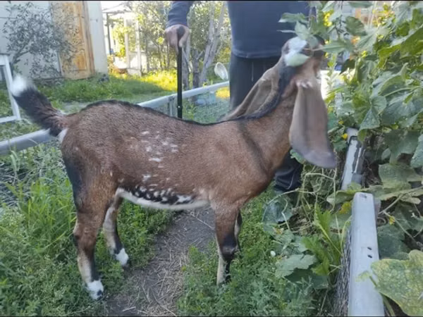 बकरी, Beetal goats