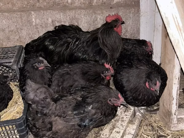 Chickens — Kyrgyzstan