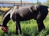 اسب (گروه، جنسیت مشخص نشده), Hanoverian — عکس 6