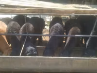 Ram, Sheep — photo 1