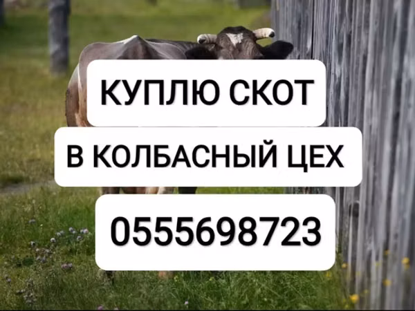 Bull, Cattle — Kyrgyzstan