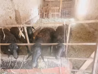 Kambing jantan, Sheep — foto 4