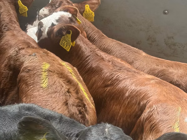 گاو و گوساله (گروه، جنسیت مشخص نشده), Simmental cattle