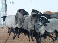 암양, Romanov sheep — 사진 4