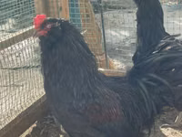 Chickens — تصویر 1