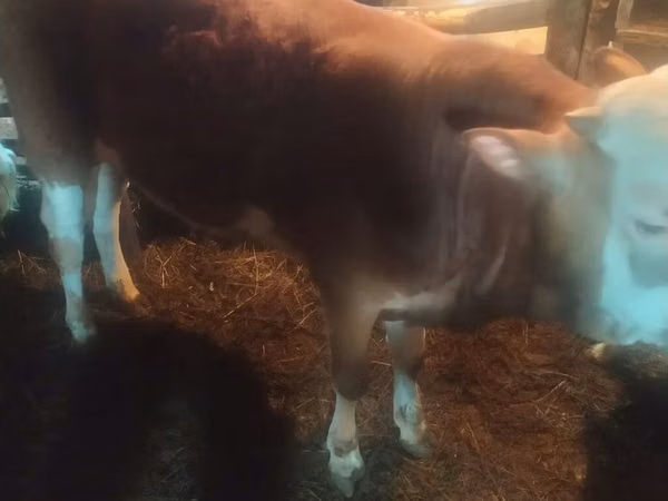 Бух, Simmental cattle — Азербайжан