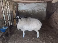 Biri-biri betina, Afghan Arabi sheep — foto 1