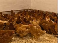 Chickens — تصویر 3