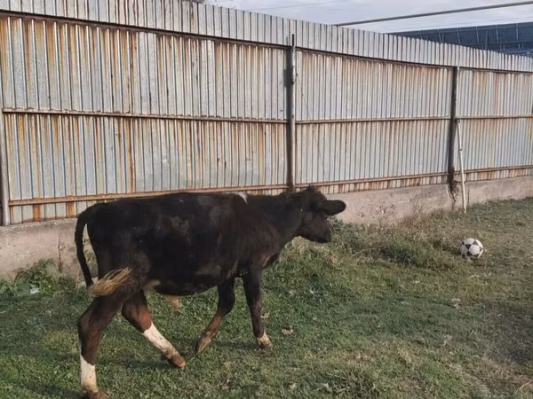 Bull, Aberdeen-Angus — Kyrgyzstan