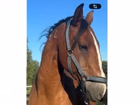 수말, 말 — 사진 1