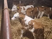گاو و گوساله (گروه، جنسیت مشخص نشده), Simmental cattle — عکس 1