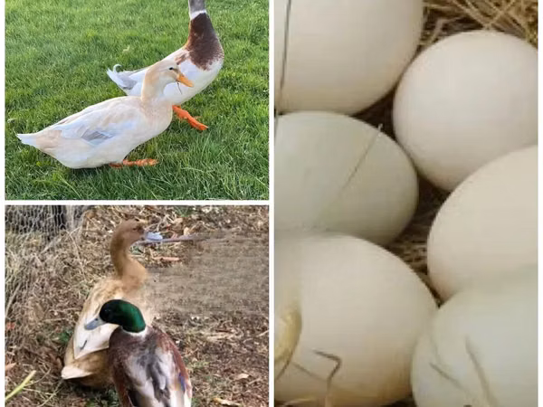 Ducks — Gaana