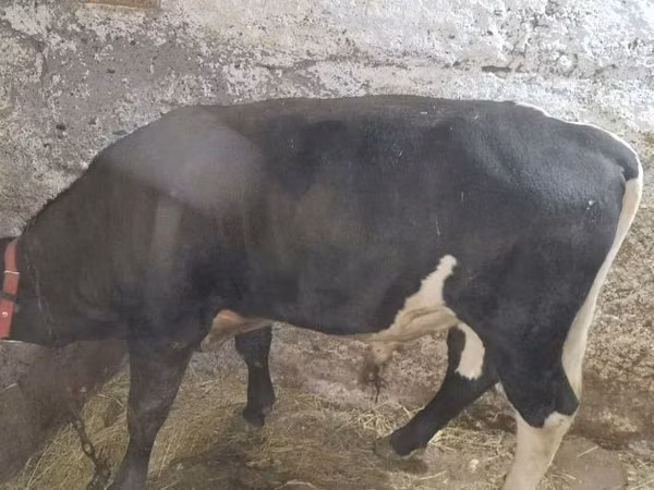 Bull, Russian Black pied cattle — Kazakhstan