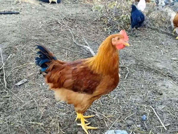 न्यू हैम्पशायर रेड