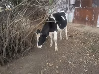 Bull, Russian Black pied cattle — photo 3