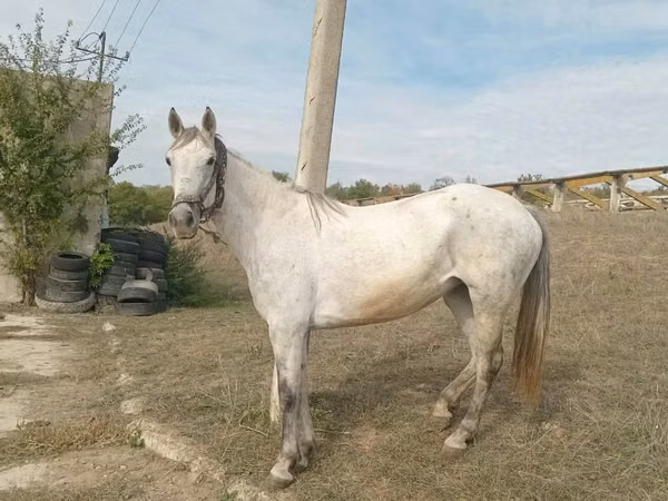 Kanca, Orlov Trotter