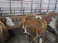 Krava, Simmental cattle — foto 5