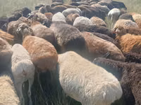 قوچ, گوسفند — عکس 7