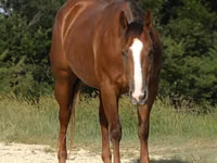 Mare, Quarter Horse — photo 6