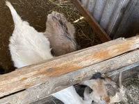 Kambing betina, Goats — foto 3