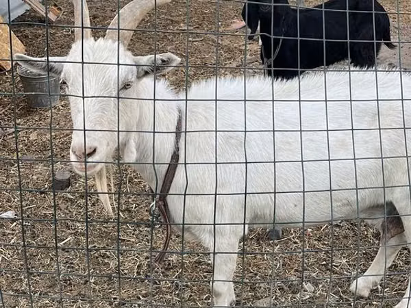 Буз, Saanen goat