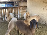 Domba jantan, Arashan sheep — foto 1