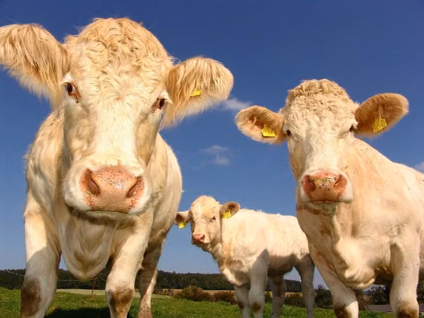Vache, Russian Black pied cattle — Russie