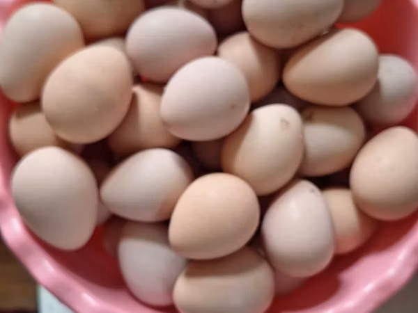 Ducks — Azerbaijan