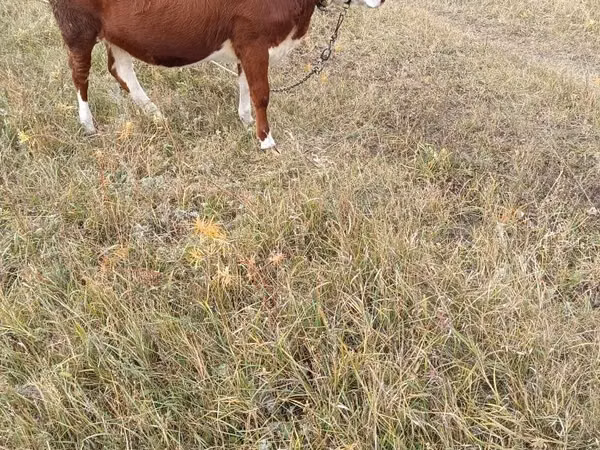 Cow, Hereford — Kazakhstan