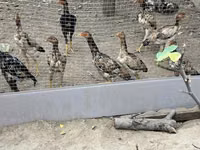 Chickens — عکس 2