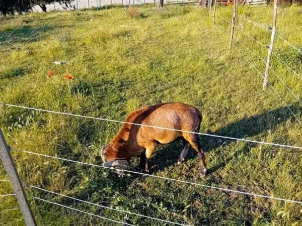 Billy Goat, Goats — Hungary