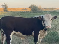 Bull, Kazakh White-headed cow — photo 2